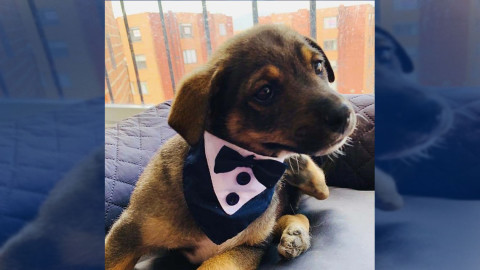 Dejan plantado a “Vicente” en el día de su adopción 