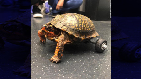 'Pedro, la tortuga' perdió sus patas, pero LEGO ayudó a que se moviera nuevamente