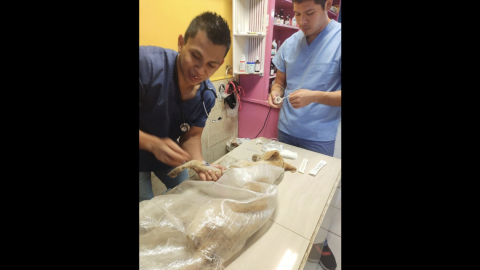 Aplican primera multa por maltrato animal, se mantendrá mano dura afirma Municipio