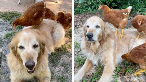 Perro tiene como mejores amigas a unas gallinas