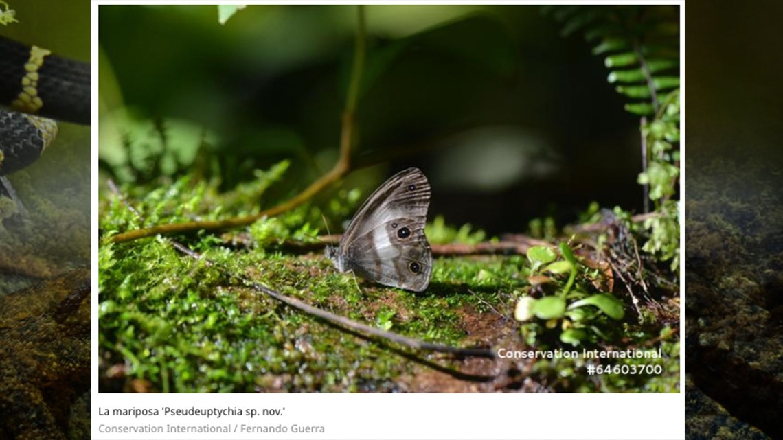 Descubren 20 nuevas especies en selvas de Bolivia