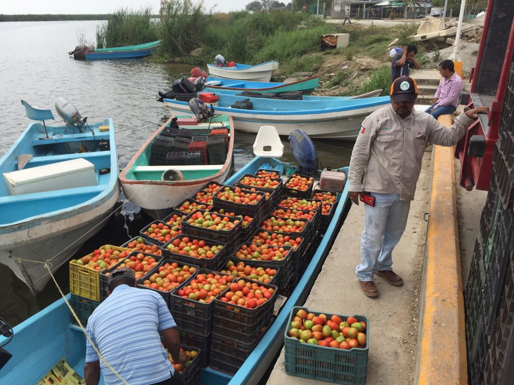 Productores agrícolas de Alemania interesados en hortalizas del Río Tamesí
