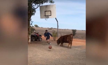 Coco, el toro que juega al baloncesto con su dueño