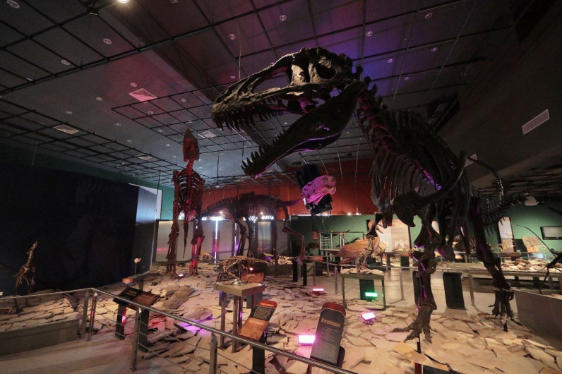 Ofrece museo de Historia Natural visita guiadas a sus instalaciones 