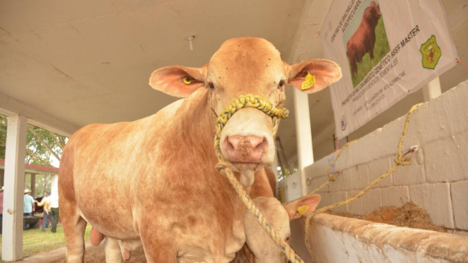 Ganaderos recibirán subsidios del 50 % para mejoramiento genético