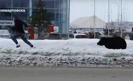 Hombre es perseguido por una osa furiosa