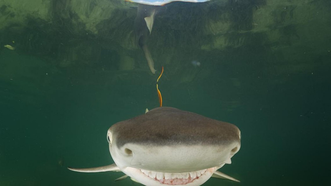 Animales como nunca los habías visto 