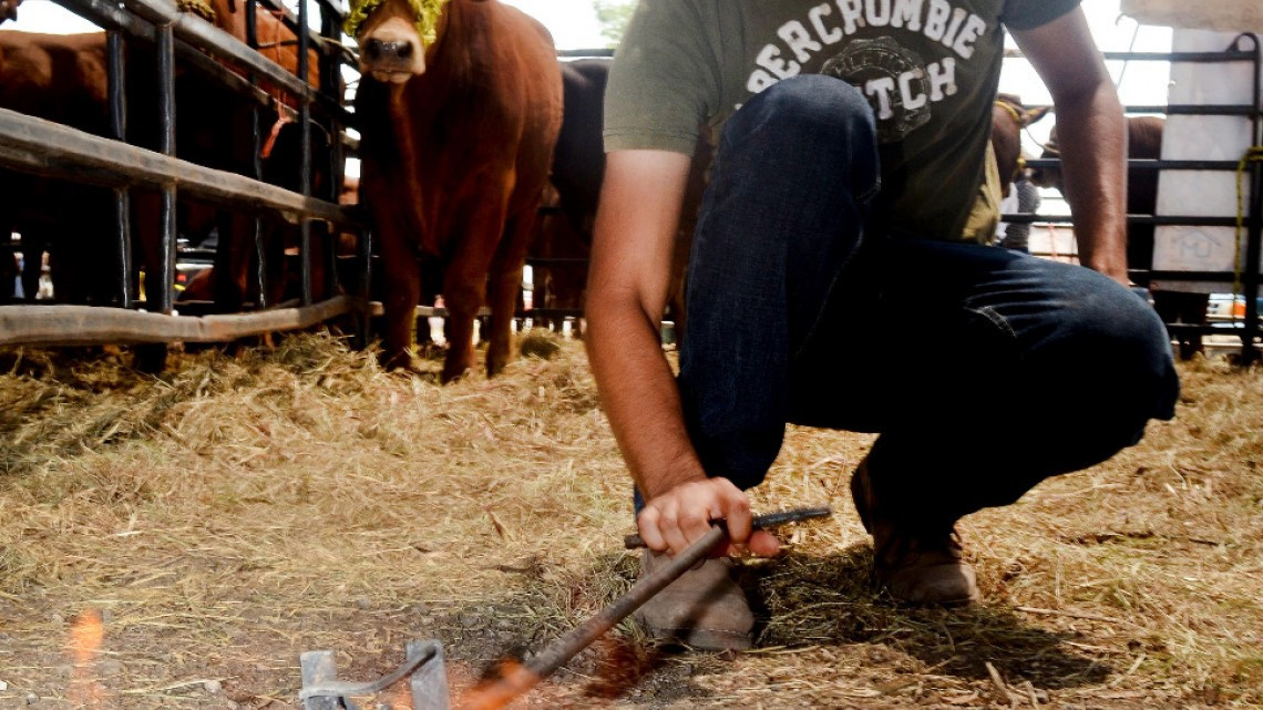 Invitan a cumplir con el trámite de revalidación del  Registro de Fierro para herrar ganado