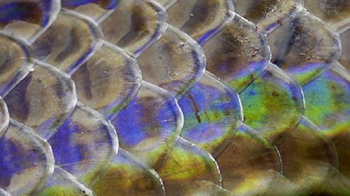 La cobra más bonita que verás hoy