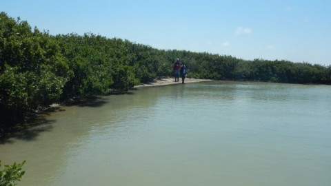 Sistemas de manglar actúan como barrera natural contra huracanes