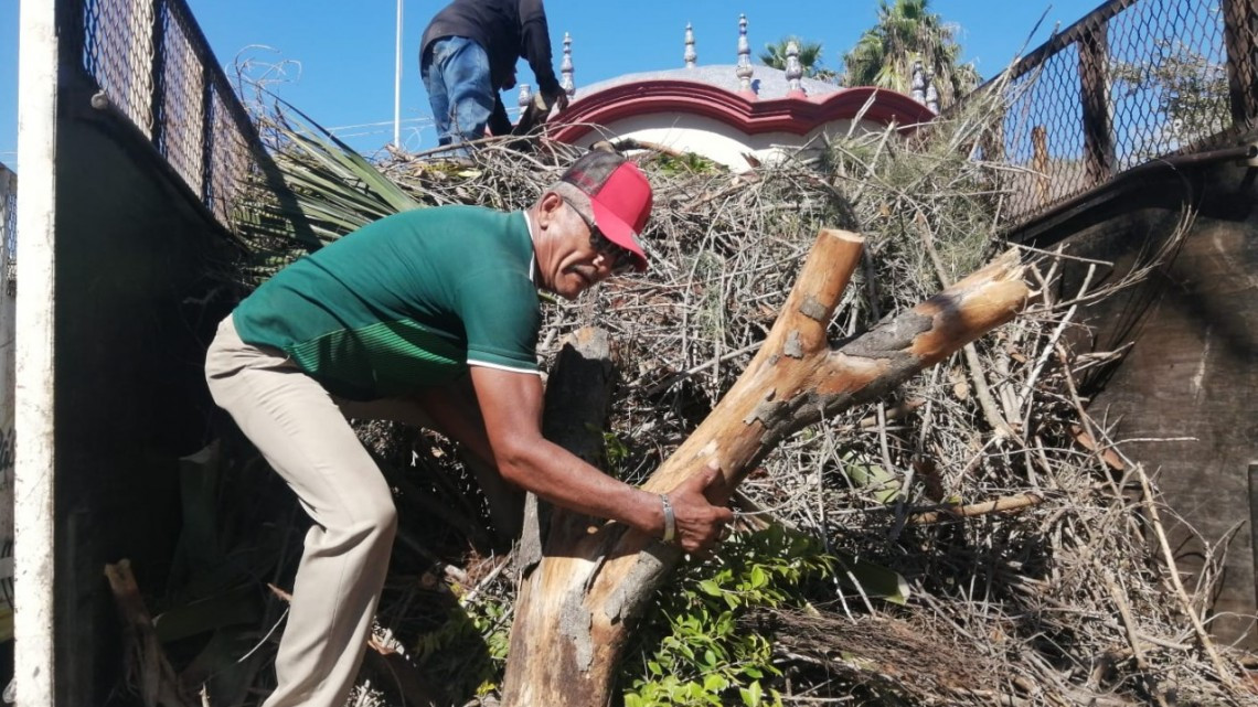 Inician poda de árboles y reforestación de las plazas principales