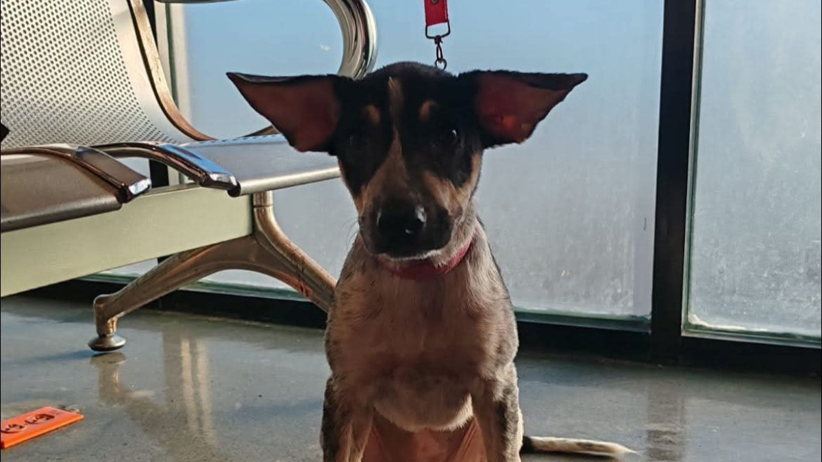 Recomienda Alcalde Carlos Peña Ortiz cuidado de mascotas por temporada invernal  