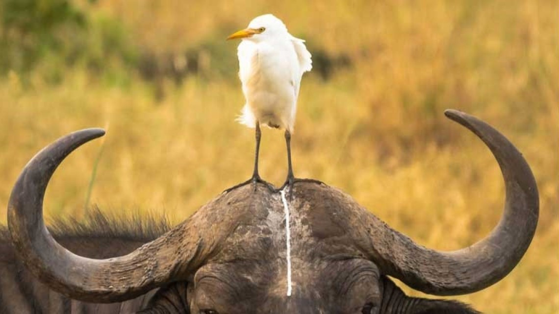 Animales como nunca los habías visto 