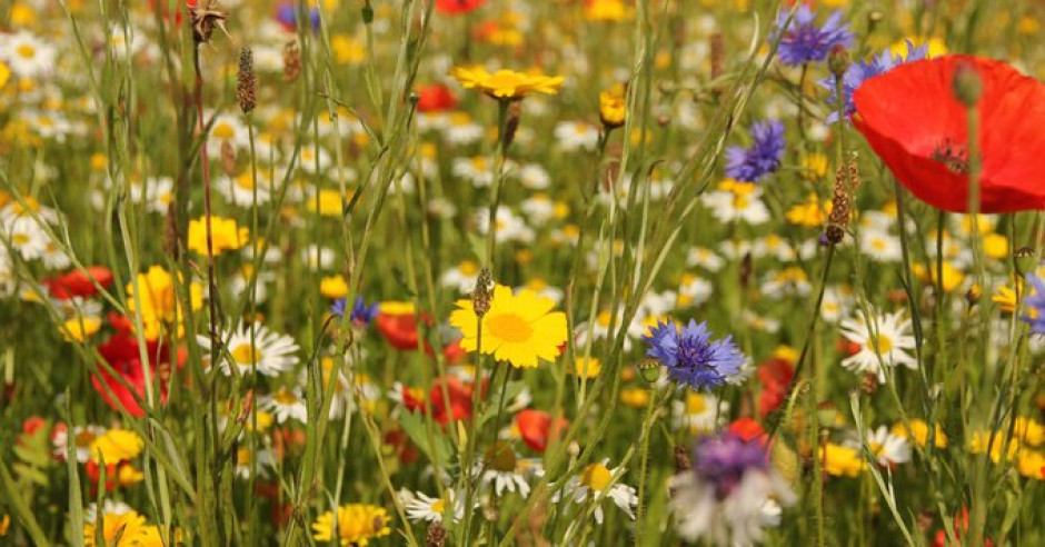 ¿Amante de las flores? Este test te dirá cual es perfecta para ti de acuerdo a tu personalidad