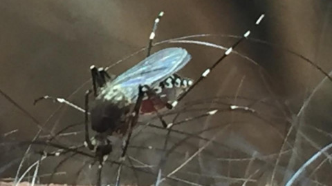 Retoman acciones de lucha contra el mosco transmisor del dengue