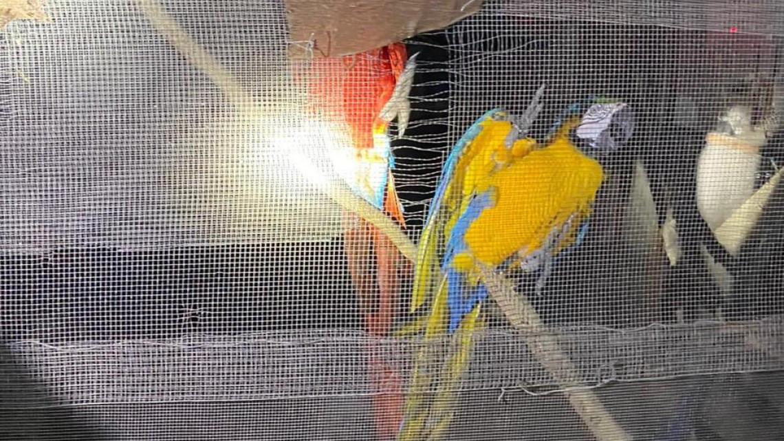 GOPES logró aseguramiento de vehículos de lujo y aves exóticas dentro de una propiedad