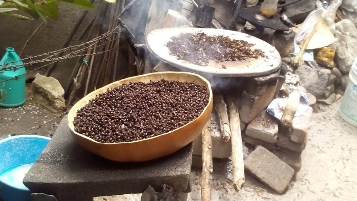 Las hormigas “chicatanas”, el manjar oaxaqueño más caro de temporada