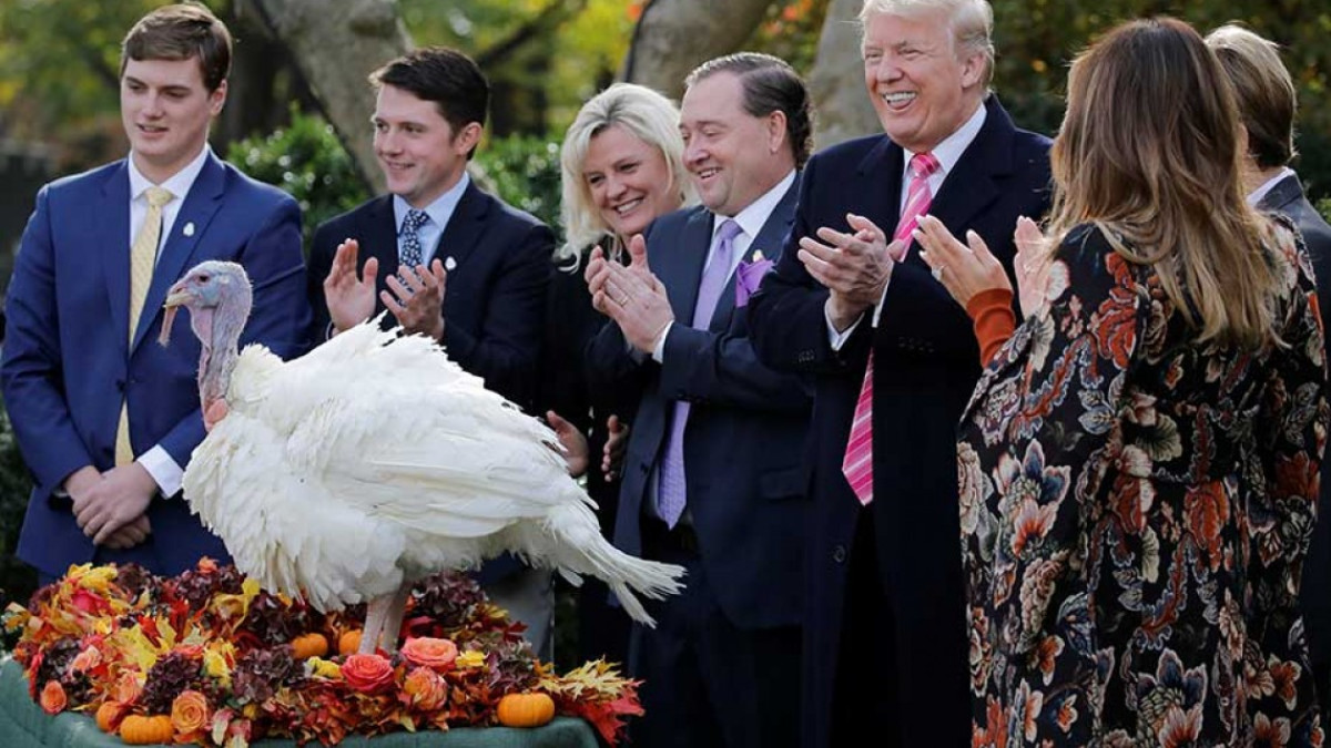 Trump cumple con tradición de indultar pavos antes de “Thanksgiving”