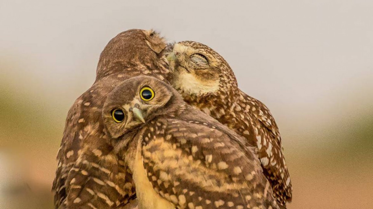 Animales como nunca los habías visto 