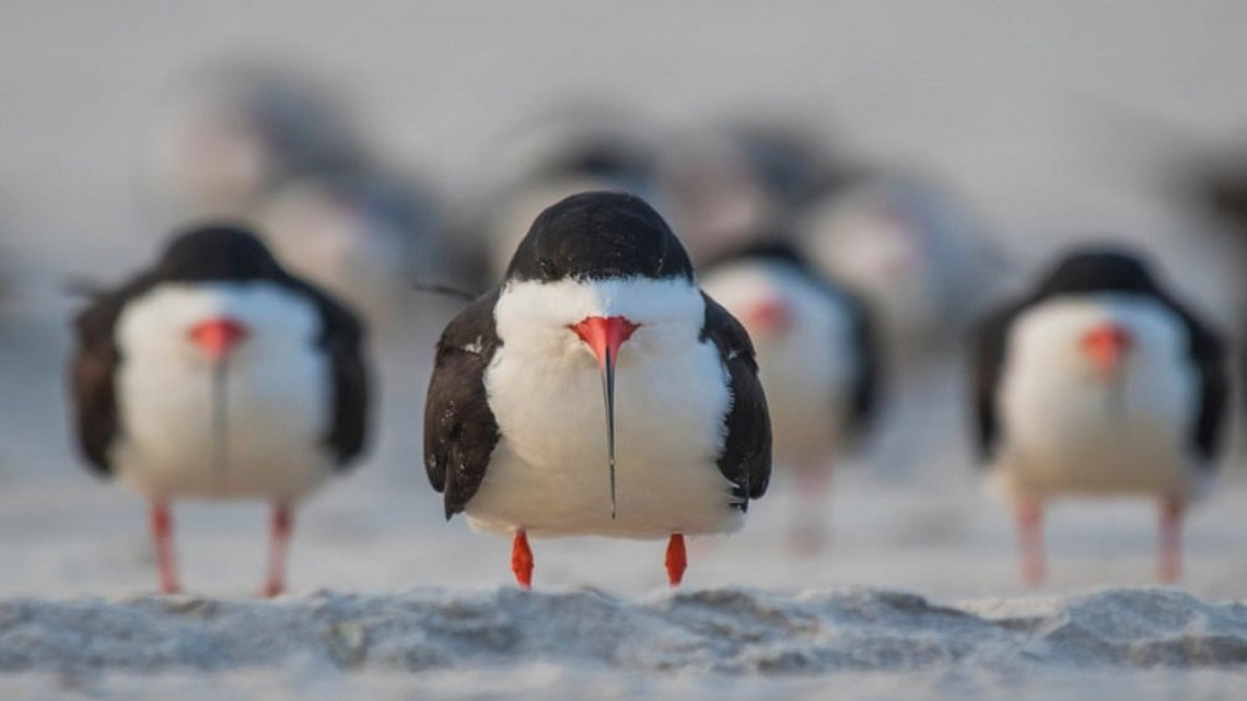 Las fotos más cómicas de la naturaleza