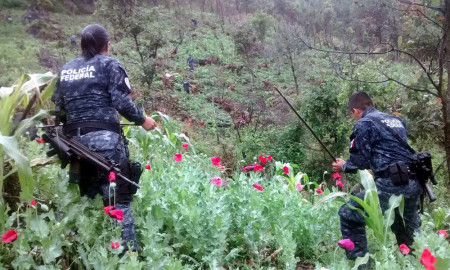 Destruyen plantas de amapola en Jalisco
