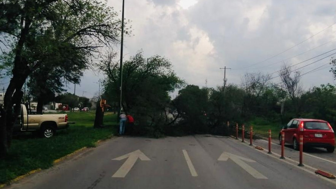 Fuertes rachas de viento provocan caída de una docena de árboles en Victoria