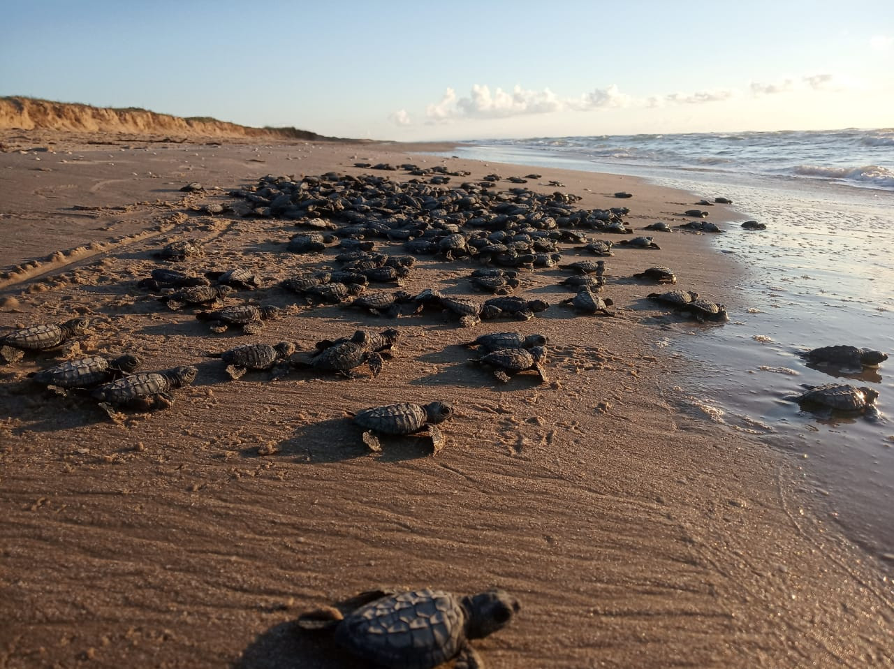 Despide Tamaulipas a la Tortuga Lora