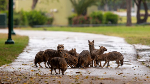 Adiestran perros en Rusia para detectar COVID-19 