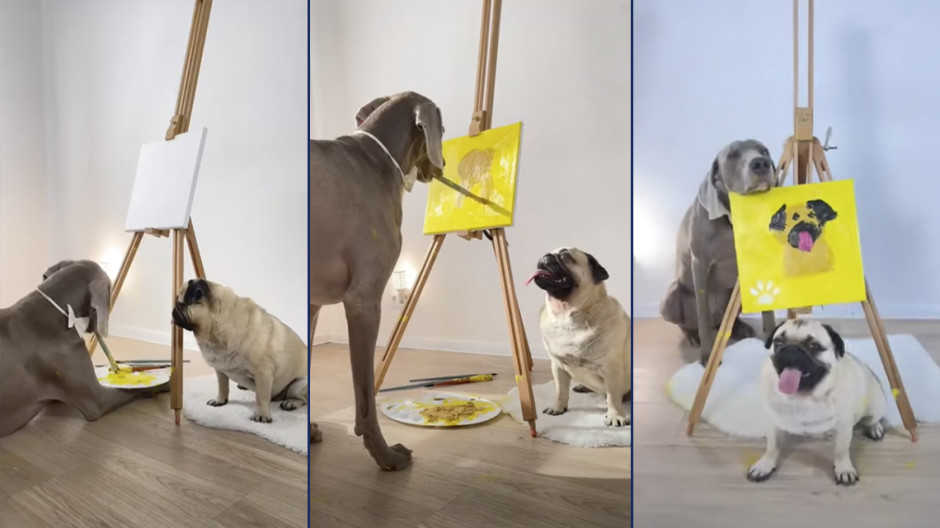 Retrata gran danés a su amigo pug 