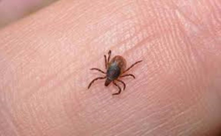 EU alerta de enfermedad transmitida por una garrapata a viajeros provenientes de México