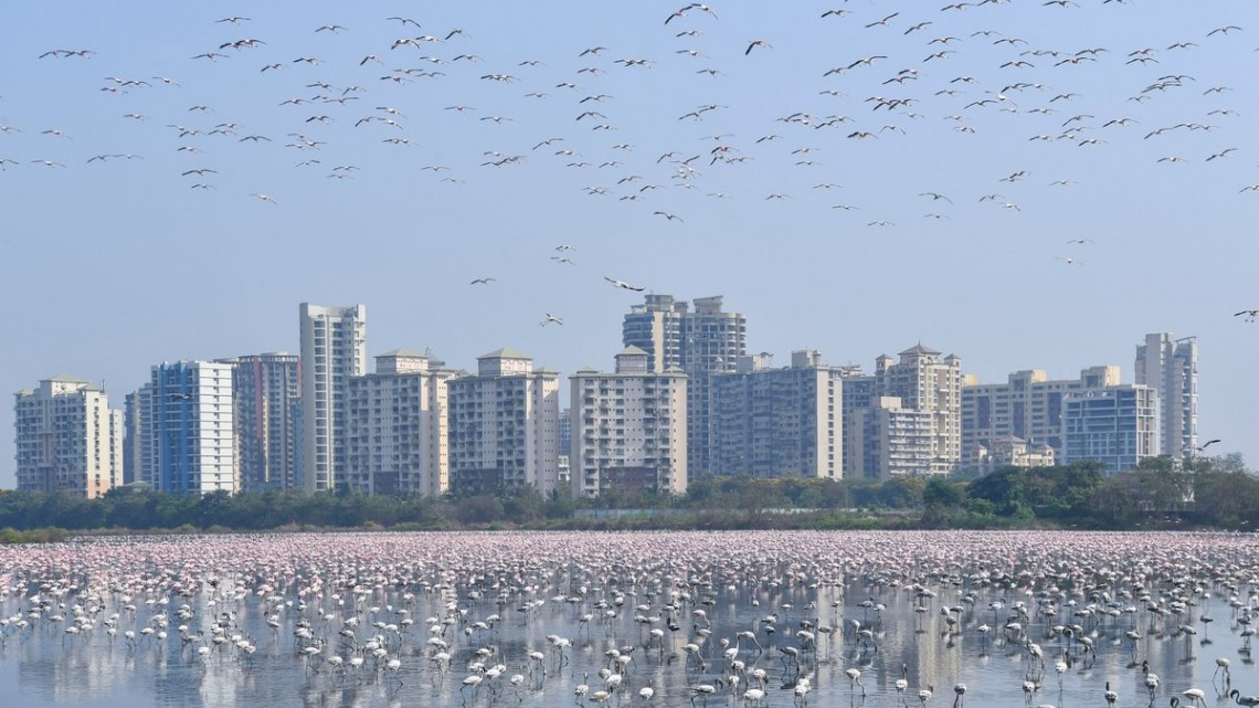 Miles de flamencos crean 'mar rosa' en Bombay, India