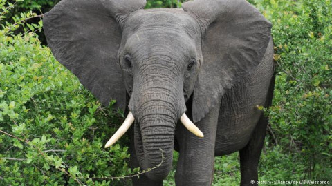 Turista muere tras ser atacada por elefante en Zimbabwe