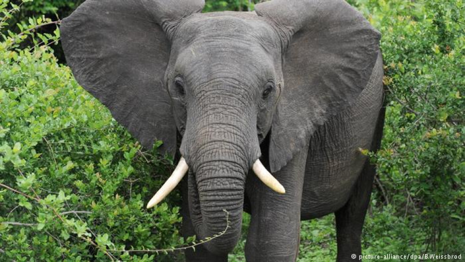 Turista muere tras ser atacada por elefante en Zimbabwe