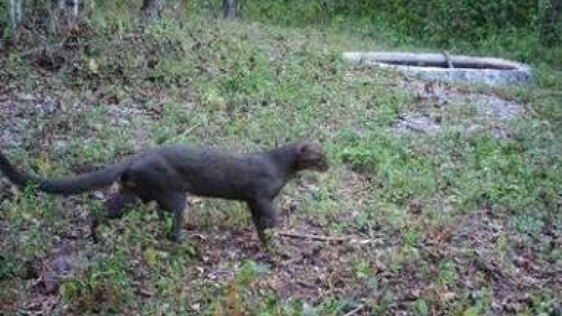 Por presencia de felinos, aves y flora diversa, se busca crear zona de protección ambiental.