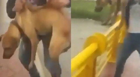 ¡Indignante! Joven arroja a un perrito en un río de SLP