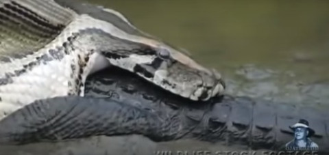 Pitón devora a cocodrilo en minutos