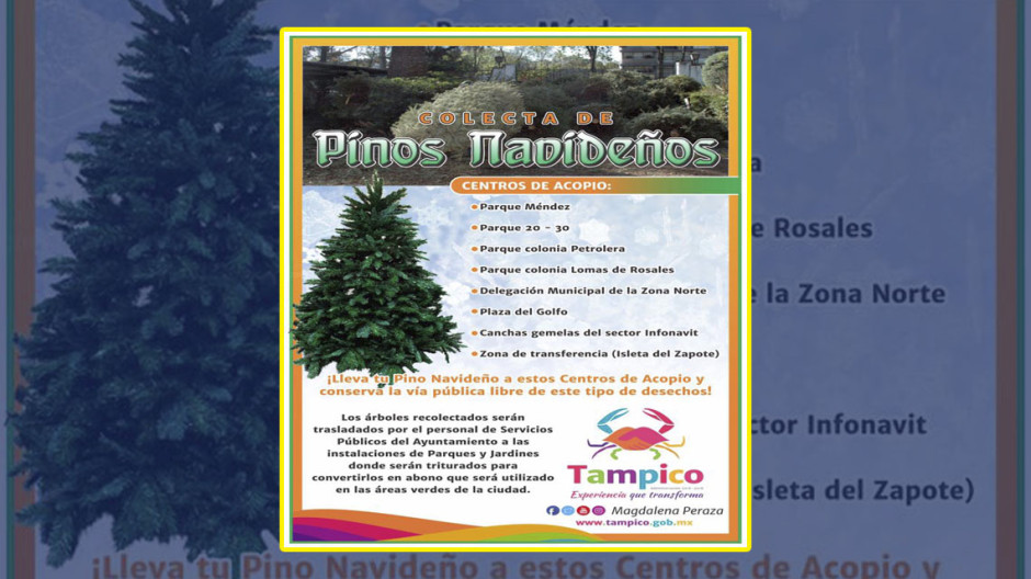 Abren centros de acopio de pinos navideños