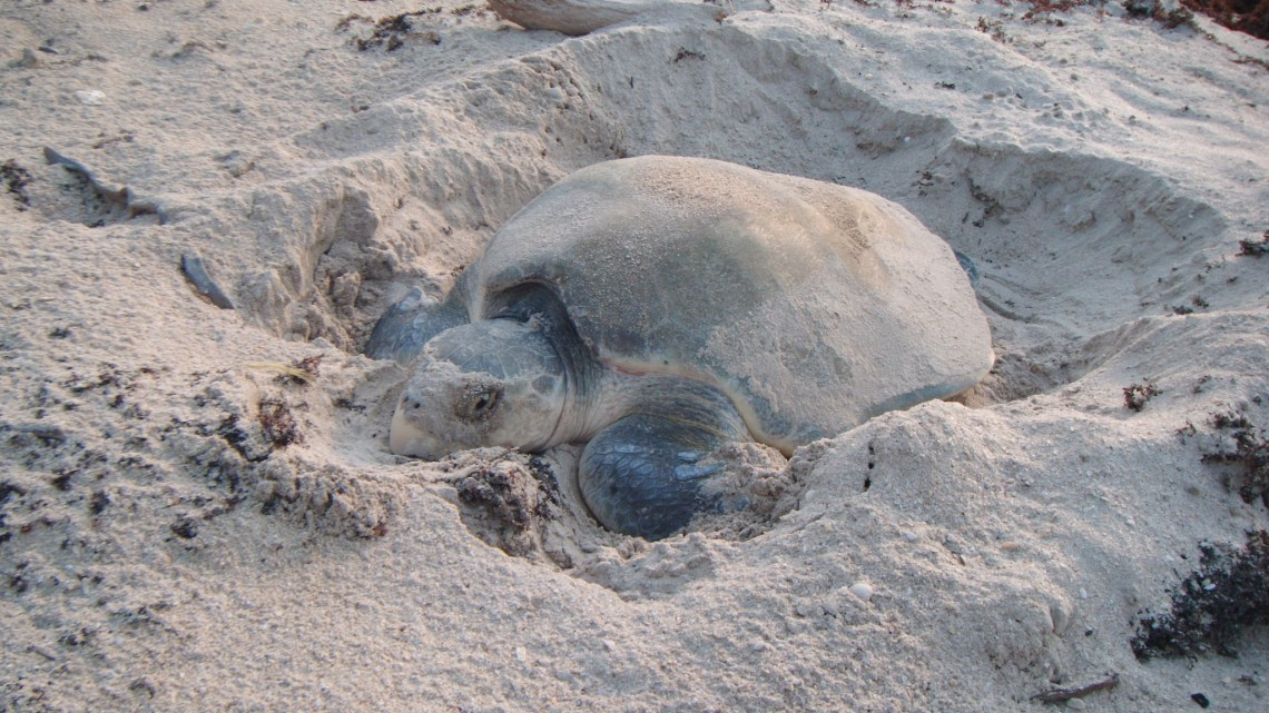 Libera Gobierno de Tamaulipas a más de 150 mil Tortugas Lora en 3 años
