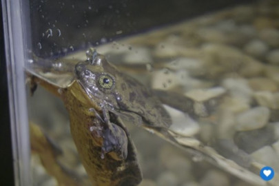 Romeo la rana, busca pareja para salvar especie