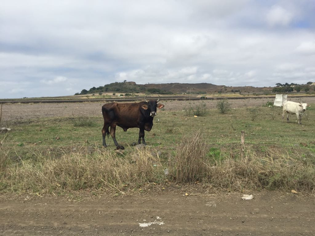 La falta de lluvias podría afectar el sector ganadero