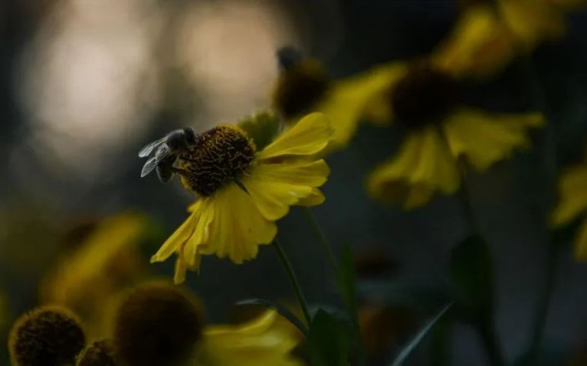 Estudios indican que celulares podrían ser la causa de la mortalidad de las abejas