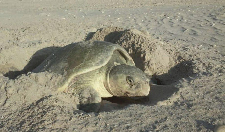 Cerró temporada de tortuga lora con 150 mil crías liberadas al mar