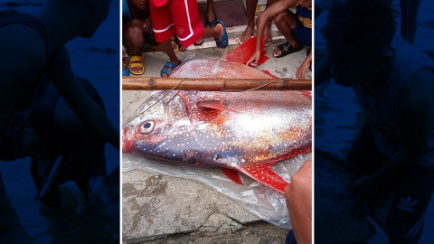 Atrapan un pez del 'tamaño de un hombre'