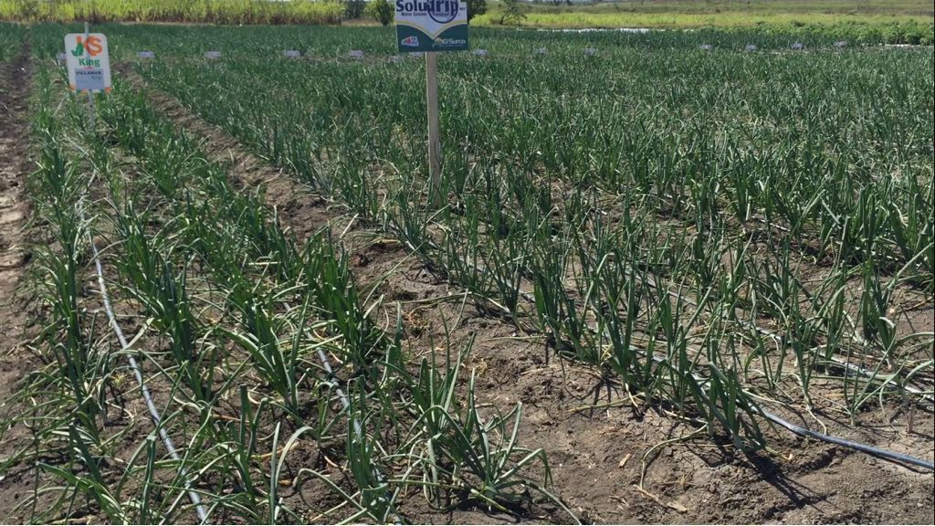 Se prevé buen precio para la venta de cebolla de exportación