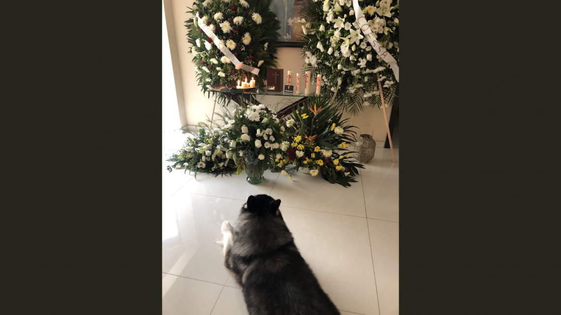 Conmovedora lealtad de un perro a su fallecido dueño