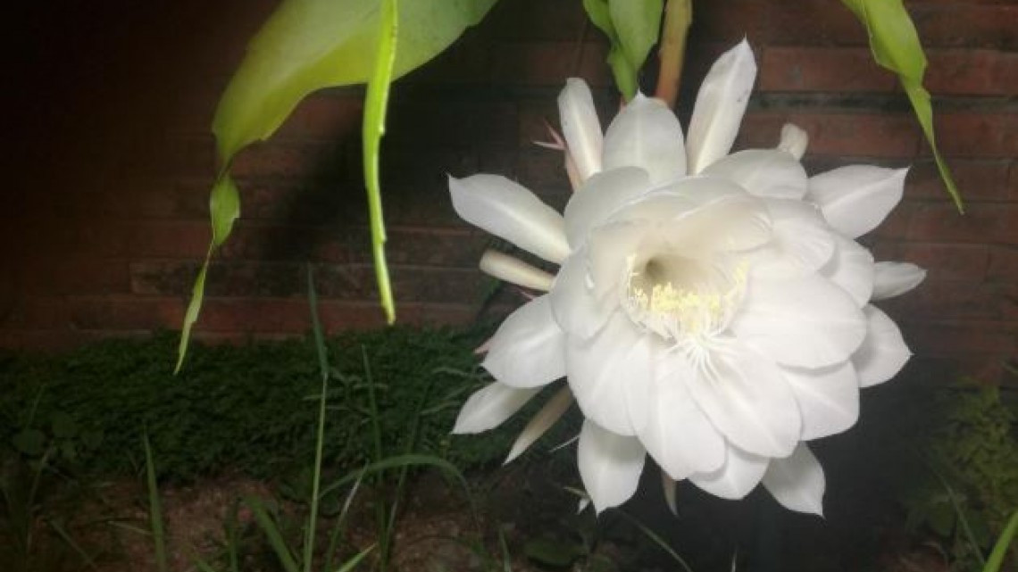 Las plantas más curiosas de la naturaleza