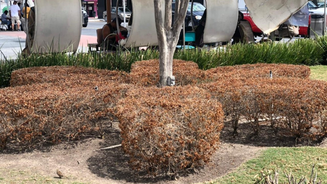 Previo a primavera, trabajan en recuperación de áreas verdes afectadas por heladas