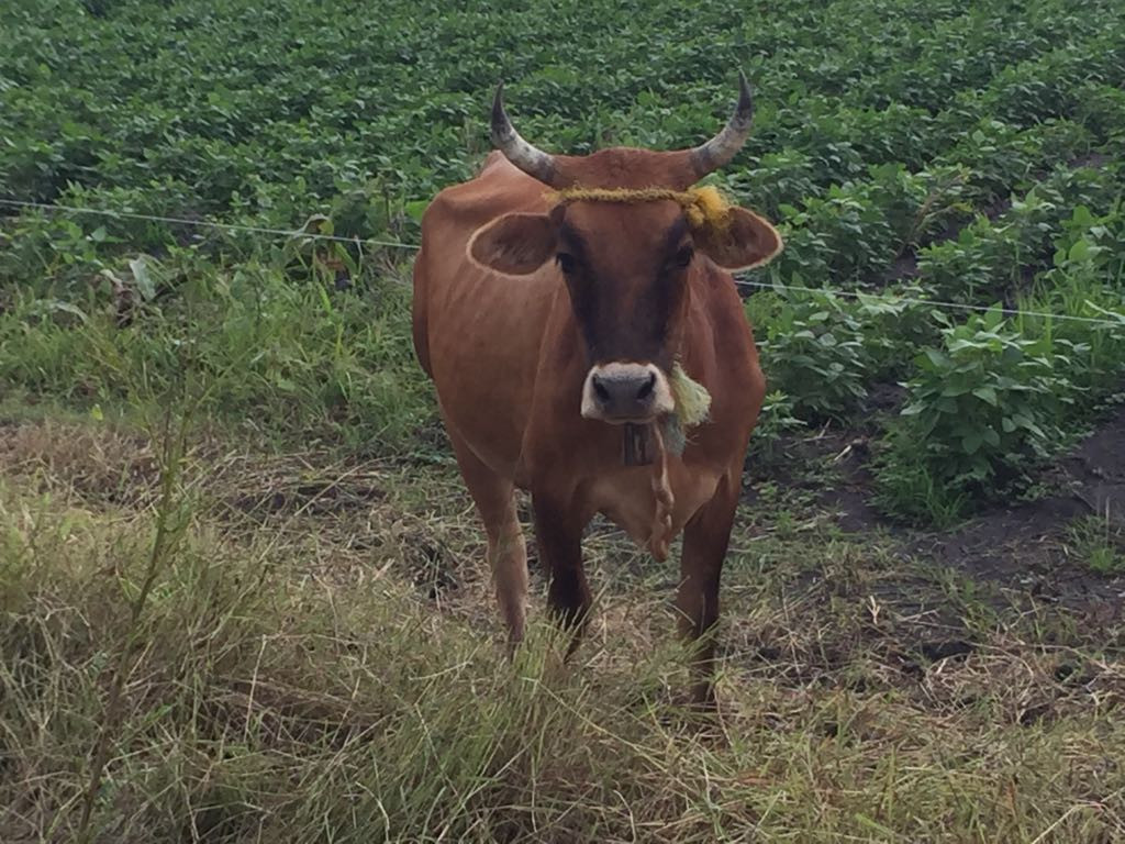 Sector ganadero reciente la sequía con la mortandad de reses y bajo precio de la carne