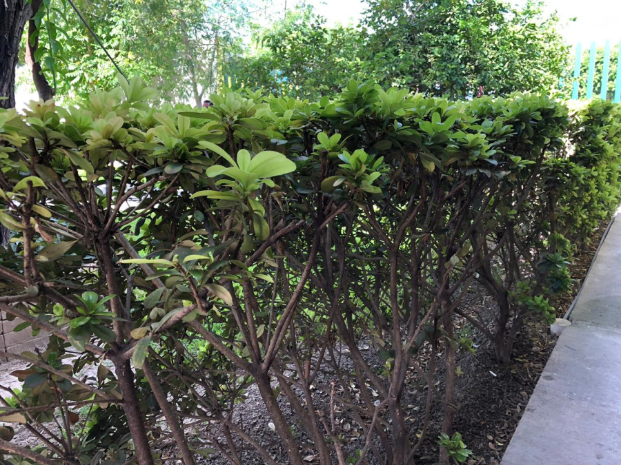 Roban “arbolitos” del parque La Rotonda 