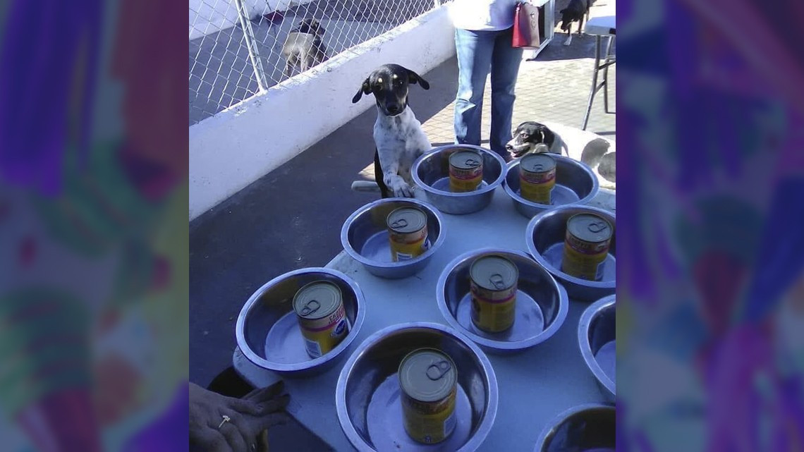 Ofrecen posada para perritos callejeros en Matamoros